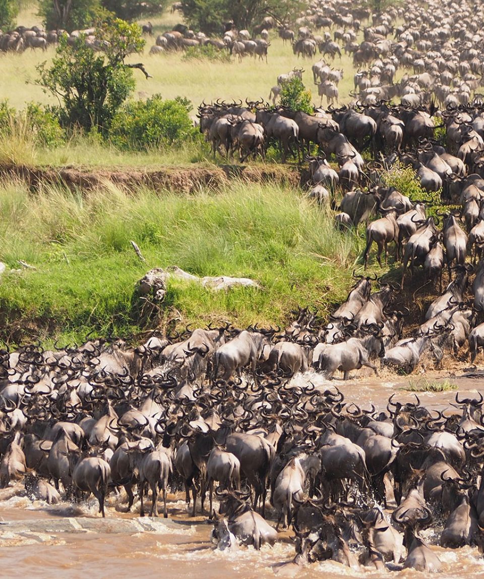 Mara-river-crossing