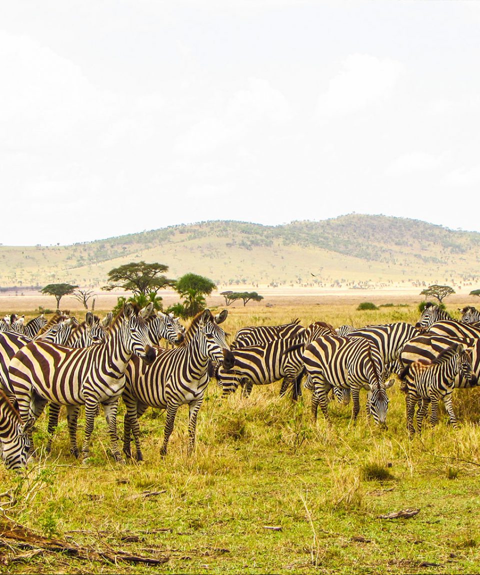 5-days-tanzania-luxury-safari-2