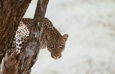 gallery-leopard