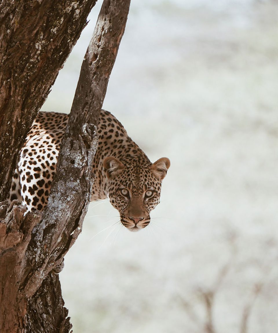 gallery-leopard